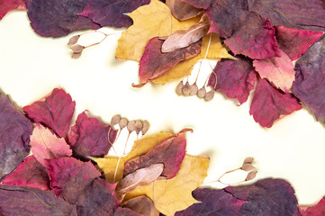 autumn bouquet of red and yellow leaves on a white background