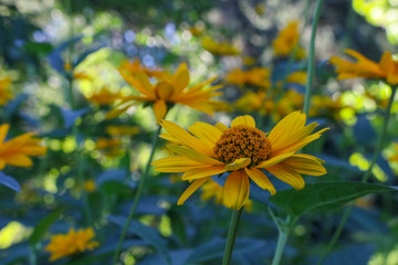 Heliopsis, yellow flower head in summertime