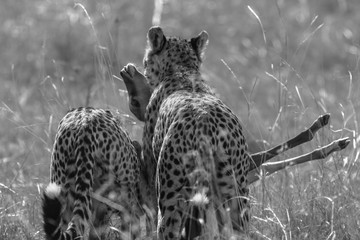 Cheetahs with impala kill