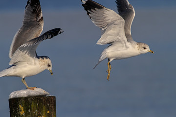 Möwen Abflug Landung