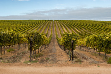 Fototapeta na wymiar Grape Vines