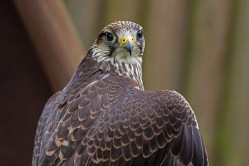 Bussard