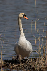 Höckerschwan auf Nest
