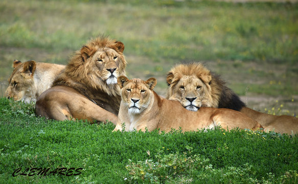 leones