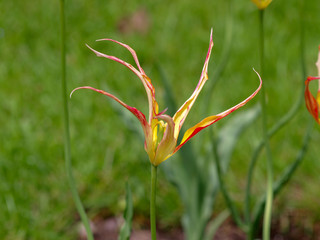 La tulipe cornue (Tulipa acuminata) ou tulipe turque, une des plus ancienne variété de tulipes d'origine turque aux fleurs étroites et torsadées de couleur jaune et rouge.