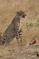 Cheetahs with impala kill