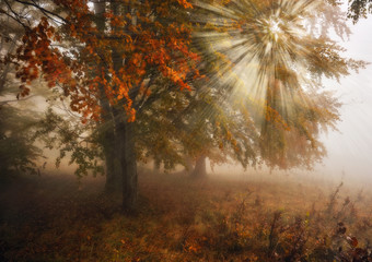 foggy forest. picturesque beech forest. autumn foggy morning