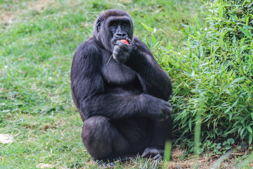 Gorille mâle