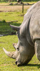Fototapeta premium Smartphone HD Wallpaper of rhinoceros feeding grass