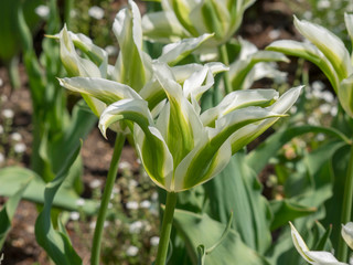 La Tulipe à fleur de lys 'Greenstar' aux pétales étoilées, effilées et recourbées, flammées de vert et blanc