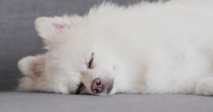 Pomeranian sleep on sofa