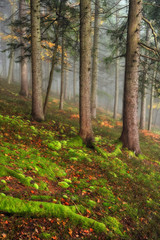 Fototapeta na wymiar foggy forest. picturesque beech forest. autumn foggy morning
