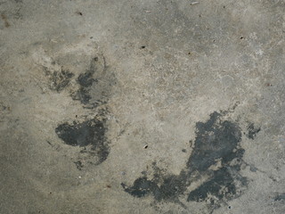 vintage gray concrete wall,dirty cement floor
