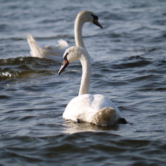 Fototapeta premium Wild swans on the baltic sea