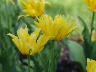 La Tulipe à fleur de lys 'yellow spider' aux pétales de forme araignée de couleur jaune vif.