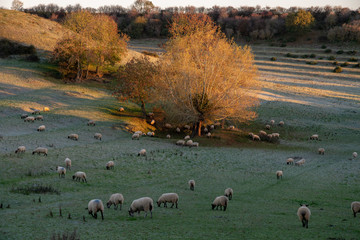 Frosty field with tree and sheep grazing at sunrise near Shenington, Oxfordshire, UK