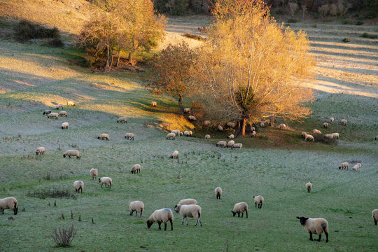 Frosty field with tree and sheep grazing at sunrise near Shenington, Oxfordshire, UK
