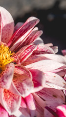 Smartphone HD wallpaper of flower in summer