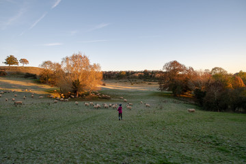 Person waking in a frosty field with grazing sheep at sunrise