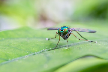 Chrysomya megacephala
