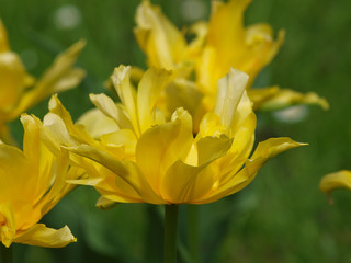 La Tulipe à fleur de lys 'yellow spider' aux pétales de forme araignée de couleur jaune vif.