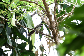 Obraz premium Malaysian pied fantail