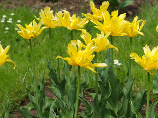 La Tulipe &agrave; fleur de lys 'yellow spider' aux p&eacute;tales de forme araign&eacute;e de couleur jaune vif.