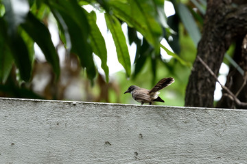 Malaysian pied fantail