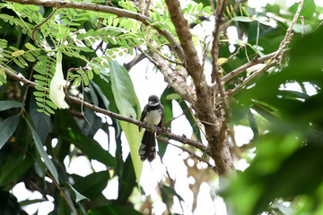Malaysian pied fantail