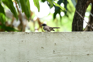 Malaysian pied fantail