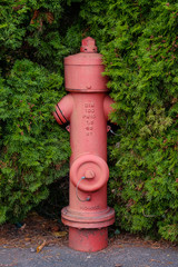 Fototapeta na wymiar In Hecke eingewachsener Hydrant