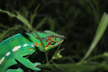 caméléon