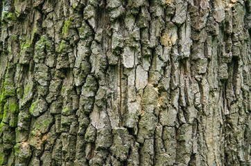 Tree bark  background texture