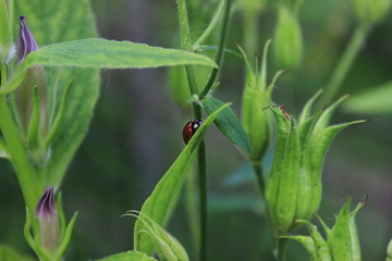 Ladybug crawling on the leaf of a flower, hiding behind it.