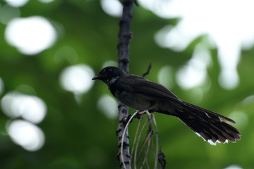 Malaysian pied fantail