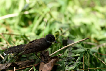 Malaysian pied fantail