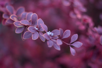Barberry in autumn. First snowflake on the on the branch of barberry.