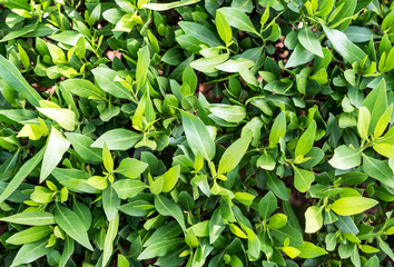 Obraz premium Green leaves on bush as natural summer background.