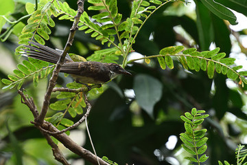 Malaysian pied fantail