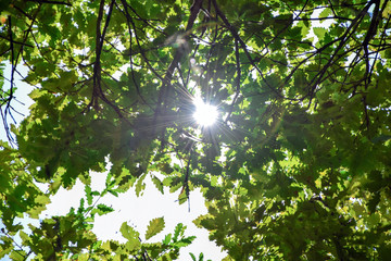 Fototapeta na wymiar sun shines through the branches and green oak leaves