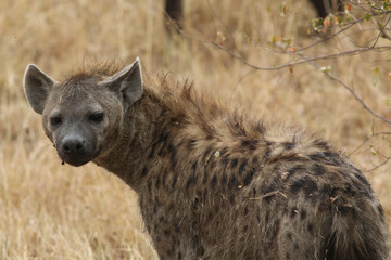 Hyena in the Masai Mara