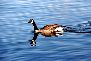 Un oiseau sur le fleuve