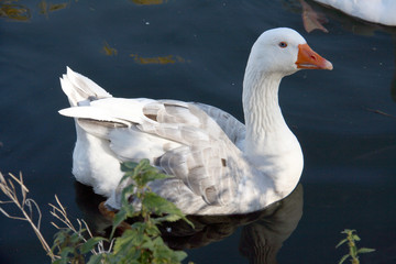 Oiseau en bord de Meuse