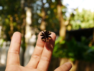 hand holding a leaf