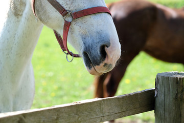 The horse stands at the fence on the farm in a belt headband