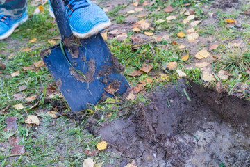 Obraz premium Man digging a ditch with a shovel in autumn