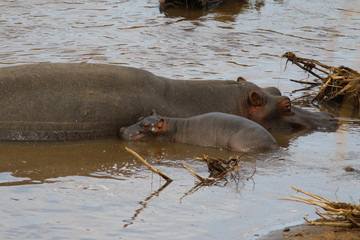 Fototapeta premium Baby Hippo Masai Mara