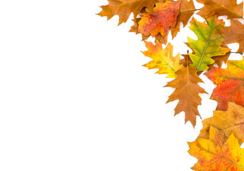Frame of colorful autumn leaves on white.