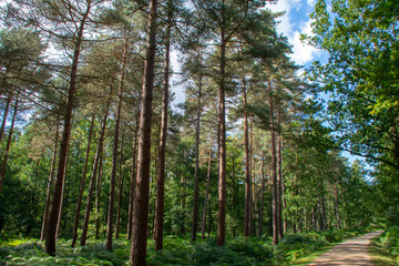 Pine trees New Forest National Park