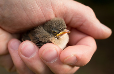 Young Bird sitting inside humans hand © bright